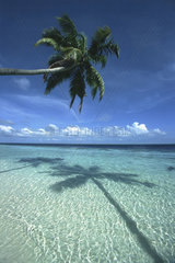 Malediven  Insel Vilamendhoo