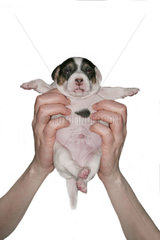 Jack Russell Terrier  Welpe