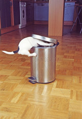 Jack Russell Terrier in Muelleimer