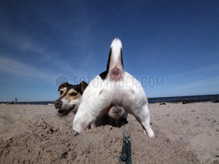 Jack Russel on the beach
