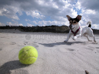 Hund spielt Ball am Strand