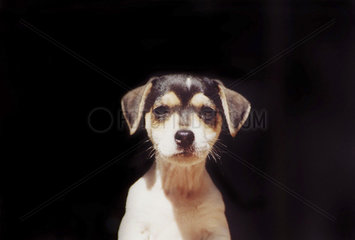 Jack Russell Terrier - Portrait