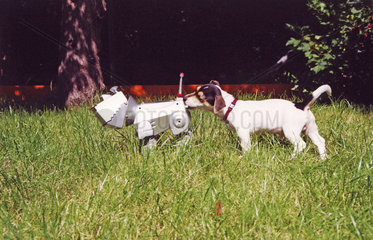 Jack Russell Terrier breschnueffelt Roboterhund