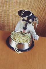 Hund frisst Spaghetti