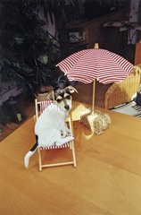 Jack Russell Terrier - Sonnenliege Sonnenschirm