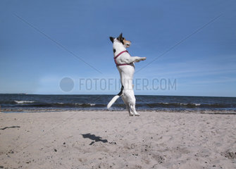 Jack Russel on the beach