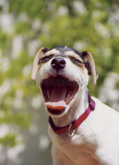 Jack Russell Terrier - gaehnt