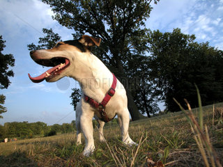 Jack Russel Terrier frech