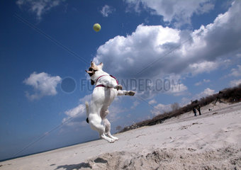 Hund springt nach Tennisball