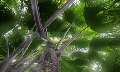 Seychellen weibliche Coco de Mer  Valée de Mai Nationalpark