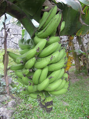 Seychellen  Bananenstaude