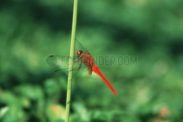 Libelle Rot