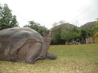 Aldabra-Riesenschildkroete  Aldabrachelys gigantea