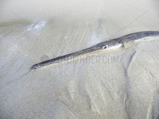 Seychellen  Beau Vallon Beach  toter Floetenfisch