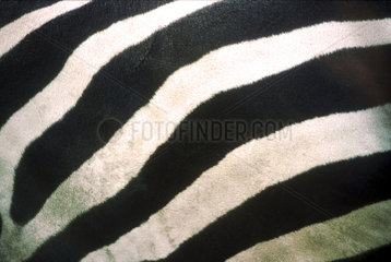 Close-up of zebra stripes
