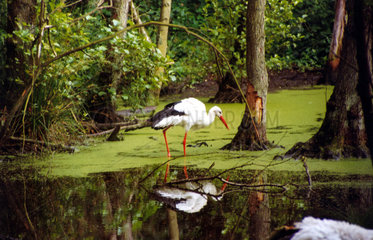 Storch in Teich