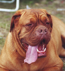 dog with long tongue
