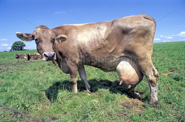 cow with big udder milk