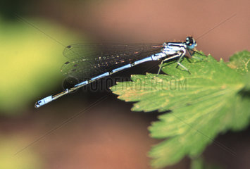 blue dragonfly