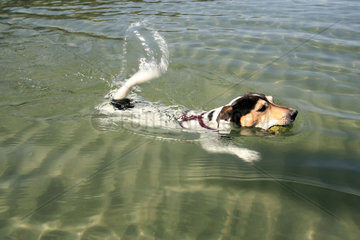 Jack Russel Terrier schwimmt