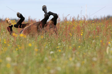 Etzean  Deutschland  Pferd versinkt beim Waelzen im hohen Gras