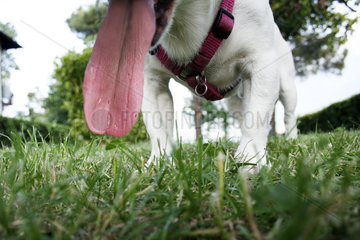 Zunge eines Jack Russell Terrier