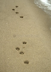 Hundespuren im Sand