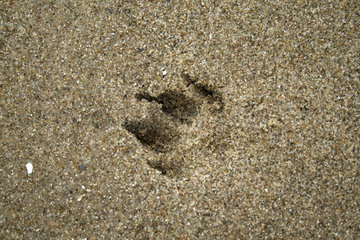Hundespur im Sand