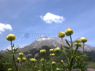 Yellow flowers buttercup in the mountains of Switzerland   Spluegenpass