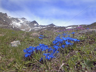 blue flowers gentian in the mountains of Switzerland