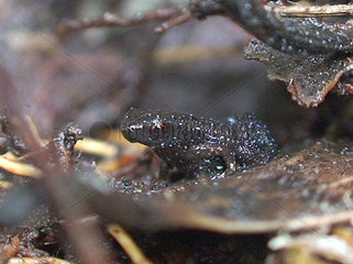 Zwergfrosch  endemisch  lebt in den Bergwaeldern von Mahé