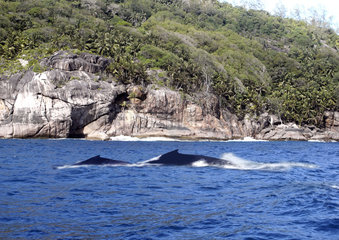 Seychellen  Buckelwale vor der Kueste bei Mahé