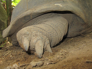 Aldabra-Riesenschildkroete  Aldabrachelys gigantea