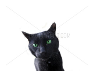 PR schwarze Katze