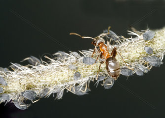 Ameise auf Pflanze mit Blattlaeusen