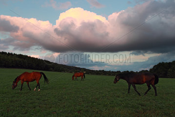 Roedinghausen  Deutschland  Pferde am Abend auf der Weide