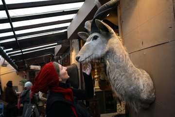Paris  Frankreich  Ausgestopfter Antilopenkopf auf dem Flohmarkt von Saint-Quen