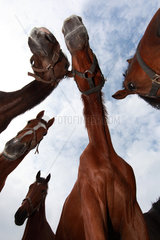 Goerlsdorf  Deutschland  Pferde aus der Froschperspektive im Portrait