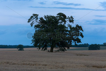 Neuhof  Deutschland  Baum zwischen Ackern in der Abenddaemmerung