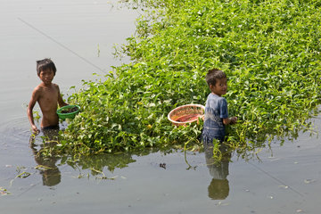 Phnom Penh  Kambodscha  zwei Jungen suchen Schnecken auf einer Wasserspinatplantage