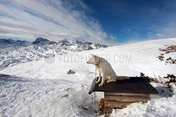 Krippenbrunn  Oesterreich  Husky sitzt auf dem Dach seiner Hundehuette