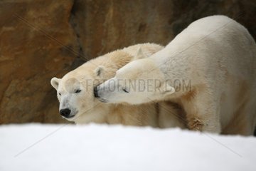 Berlin  Deutschland  Eisbaeren Knut und Gianna im Berliner Zoo