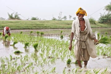 Larkana  Pakistan  Reisbauern beim Pflanzen von Reis
