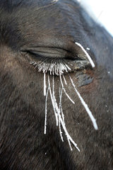 Graditz  Deutschland  geschlossenes Auge eines Pferdes im Winter mit vereisten Wimpern und Tasthaaren