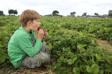 Werl  Deutschland  Junge sitzt in einem Feld und nascht eine Erdbeere