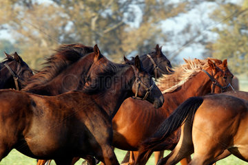 Graditz  Deutschland  Pferde im Galopp auf der Weide