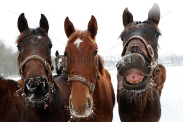 Goerlsdorf  Deutschland  Pferde im Winter im Portrait