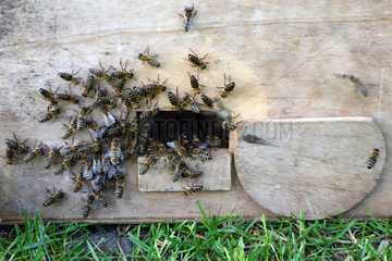 Berlin  Deutschland  Honigbienen sterzeln am Einflugloch eines Schwarmfangkasten