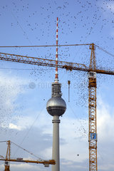 Berlin  Vogelschwarm  Baukraene und der Fernsehturm