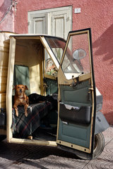 Oristano  Italien  Hund liegt auf dem Beifahrersitz in einem dreiraedrigen Kleinstlaster